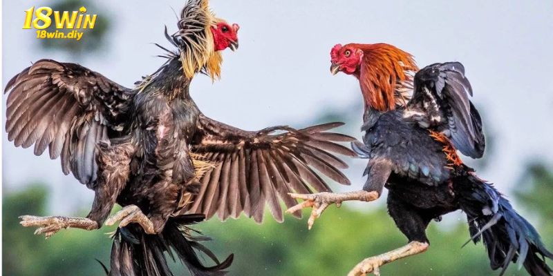 Khái quát về hình thức đá gà 18win Khái quát về hình thức đá gà 18win