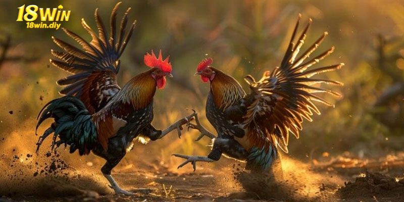 Đá gà tại 18win trang bị các công nghệ hiện đại Đá gà tại 18win trang bị các công nghệ hiện đại